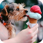 Dog licks ice cream in a waffle cone